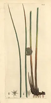 Juncus: Common rush, Juncus conglomeratus