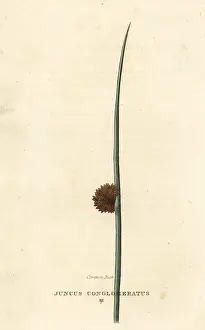 Duppa: Common rush, Juncus conglomeratus