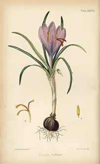 Homeopathy: Common saffron crocus, Crocus sativa