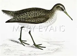 Totanus: COMMON SANDPIPER