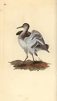 Hypoleucos: Common sandpiper, Actitis hypoleucos