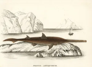 Pristis: Common sawfish, Pristis pristis