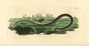Lacerta: Common scaly-foot, Pygopus lepidopodus
