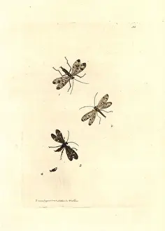 Leach: Common scorpionfly, Panorpa communis