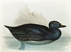 Nigra: Common scoter