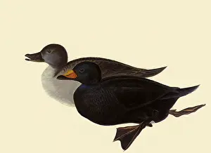 Nigra: Common Scoter, Oidemia nigra
