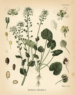 Cochlearia: Common scurvygrass, Cochlearia officinalis