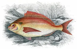 Bream: Common Sea Bream, or Brean