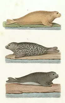Wrinkle: COMMON SEAL