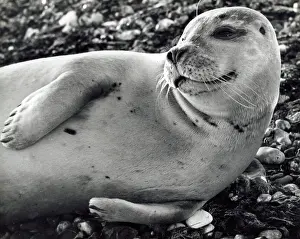 Paul Kaye: A Common Seal on the beach