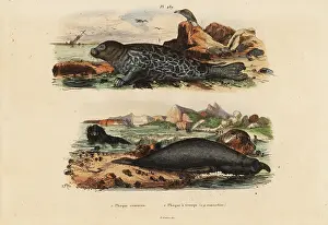 Trompe: Common seal and elephant seal