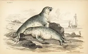 Phoca: Common seal, Phoca vitulina