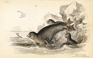 Phoca: Common seal, Phoca vitulina