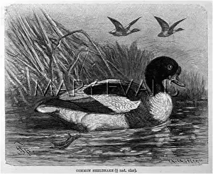 Tadorna: COMMON SHELDRAKE