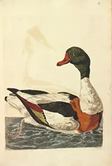 Anas: Common Shelduck