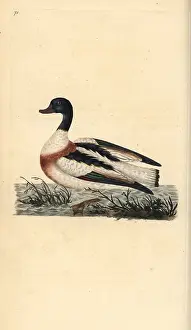 Tadorna: Common shelduck, Tadorna tadorna