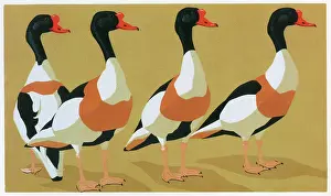 Linocut: Common Shelducks