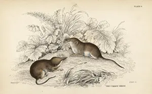Araneus: Common shrew, Sorex araneus