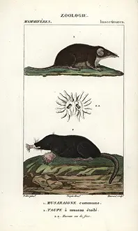Araneus: Common shrew, Sorex araneus, and star-nosed