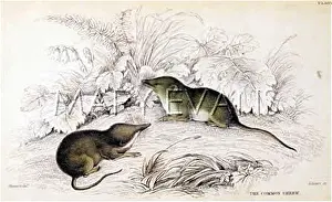 Shrews: COMMON SHREWS 1835