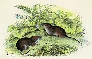 Shrews: COMMON SHREWS