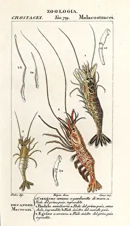 Aquatica: Common shrimp, pink shrimp and