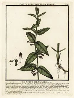 Colour Printing: Common skullcap, Scuttelaria galericulata