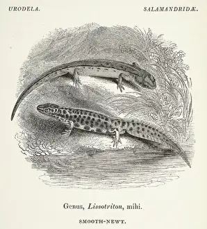 Newt: Common smooth-newt, Lissotriton punctatus