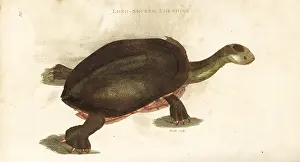 Testudo: Common snake-necked turtle, Chelodina longicollis