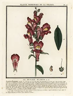 18th Century: Common snapdragon, Antirrhinum majus