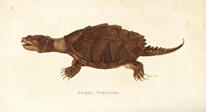 Snapping: Common snapping turtle, Chelydra serpentina