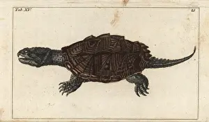 Snapping: Common snapping turtle, Chelydra serpentina