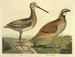 Gallinago: Common Snipe