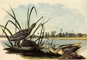 Snipe: Common Snipe