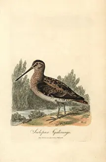Gallinago: Common snipe, Gallinago gallinago