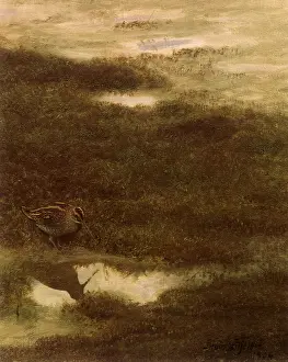 Snipe: Common Snipe, Gallinago gallinago