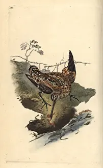 Gallinago: Common snipe, Gallinago gallinago, catching a worm