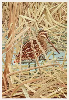 Snipe: Common Snipe (Gallinago gallinago) in the reeds