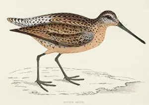 Gallinago: COMMON SNIPE (MORRIS)