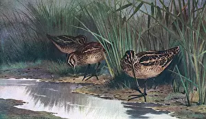 Gallinago: COMMON SNIPE (THORBURN)