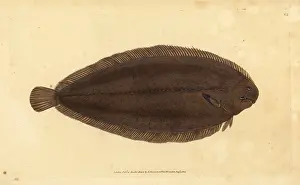 Solea: Common sole or Dover sole, Solea solea