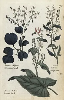 Sorrel: Common sorrel, mountain sorrel and sheeps sorrel