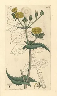 Sonchus: Common sow thistle, Sonchus oleraceus