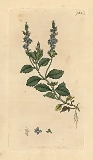 Speedwell: Common speedwell, Veronica officinalis