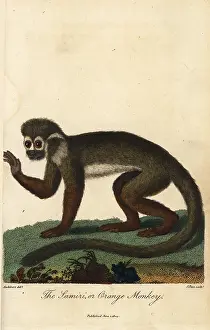 Sibly: Common squirrel monkey, Saimiri sciureus