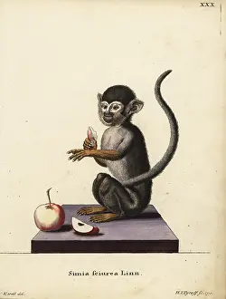 Tyroff: Common squirrel monkey, Saimiri sciureus