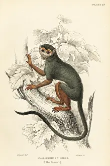 Saimiri: Common squirrel monkey, Saimiri sciureus