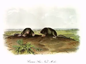 Mole: Common Star-Nosed Mole