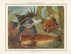 Furred: Common stargazer and longsnout boarfish