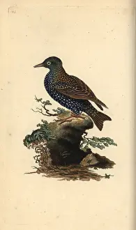 Sturnus: Common starling, Sturnus vulgaris